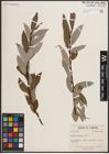 Foto von Salix discolor Muhl.